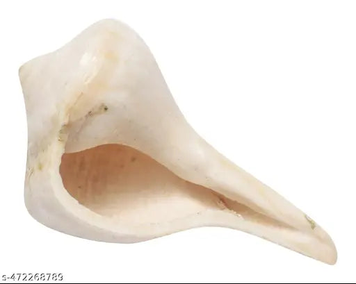 Dakshinvarti Shankh (Dahinavati, Righthand, Pure Shell, Very Light Weight, Very Small, 6 GMS, 4 cm x 2 cm x 2 cm, White)