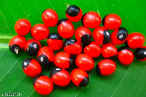 spiritual Gomti Chakra, Laghu Nariyal, Peeli Kauri, Kamal Gatte, Goonja Seeds| 5 each Wooden Yantra Puja Articles