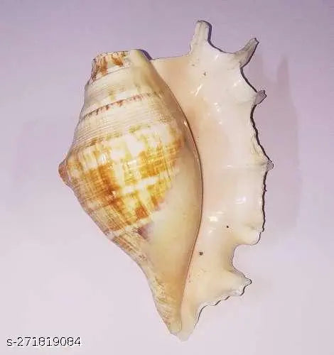 Original Panchmukhi Gaumukhi Blowing Shankh with Good Sound for Pooja / Shankh for pooja Size 5 Inch approx Shankh for Pooja & Decorative Shankh (PACK OF 1)