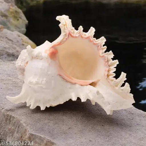 Srimaa Ventures Surya Mukhi Shankh for Prosperity | Loud Sound Conch for Aarti and Diwali Worship