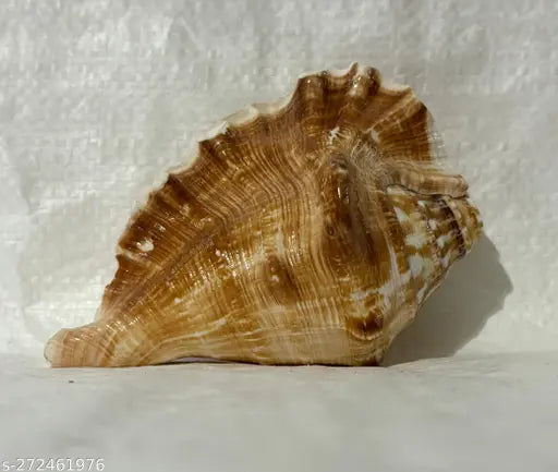 PANCHMUKHI CONCH OR PANCHAMUKHI SHANKH Sacred, Decorative, Blowing Shankh (Yellow) Puja Articles