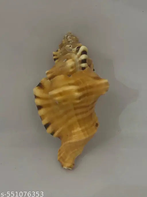 ganesh  shankh, 3inch conch shell, non blowing shankh for Vastu  correction, or as a sacred décor piece