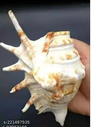 Haridwar Divine Five Finger Shank||Medium||Panchmukhi Shank ||Home Decor (Length: 18cm / Height: 9cm ) , from Haridwar