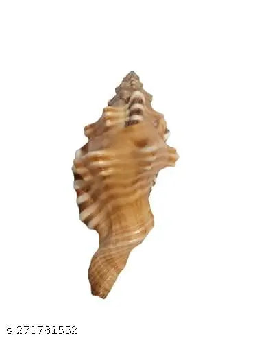 Small Shankh Ganesh Shankh   for Pooja & Vamavarti Brings Prosperity, Happiness, Good Health & Wealth