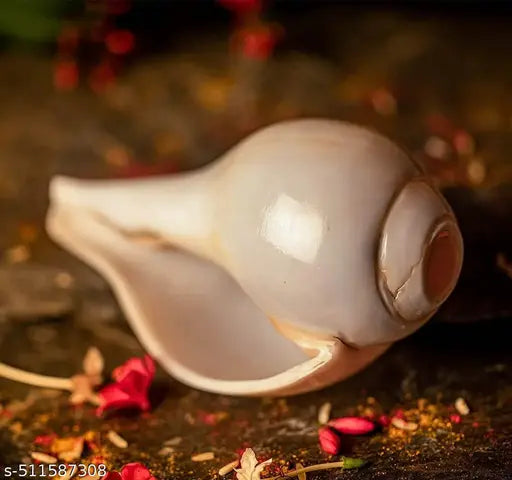 Loud Blowing Shankh - Vamavarti Shankh - Bajnewala - Puja shankh - Original White 5 inch