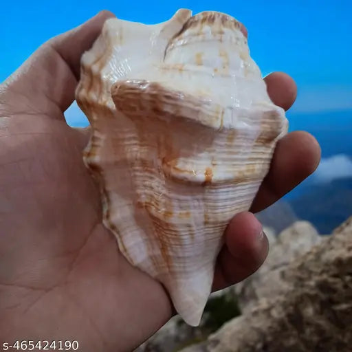 Srimaa Ventures Authentic Panchmukhi Shankh Sacred Five-Faced Shank for Home Pooja, Office