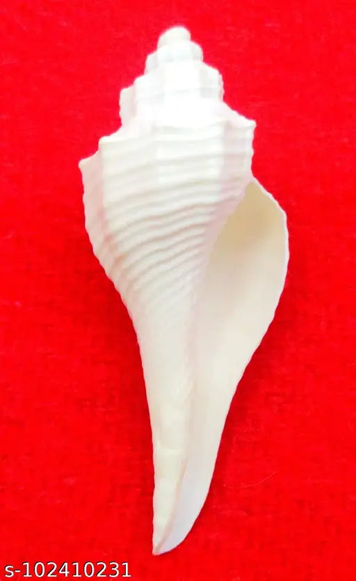 Achleshwar Original Dakshinavarti Sea Shell for Pooja- White (3-4 Inch)
