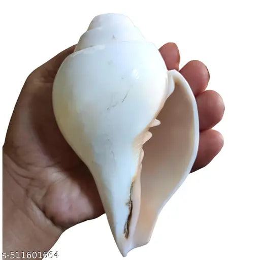 Vamavarti Original Loud Blowing Shankh|Conch for Pooja - 250 grm, 5 Inch (Size Guarantee - Quality Matters)