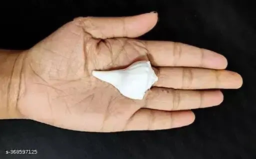 Dakshinavarti Shankh for Pooja | Dakshinavarti Shankh Original