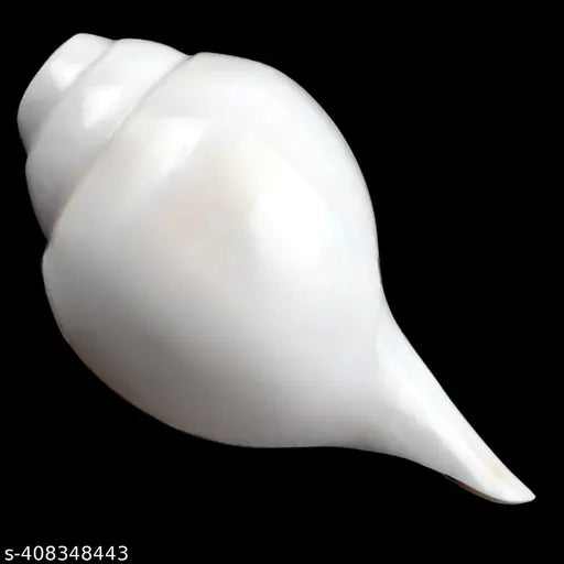 Natural Blowing rameswaram Shank bajane wala Shank 6 INCH