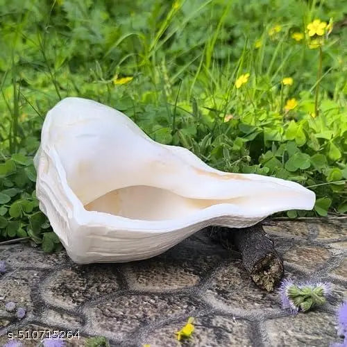 Original Dakshinavarti Shankh - 7 Inch Natural White Shankh from Rameswaram for Pooja, Lakshmi Shankh, and Spiritual Rituals