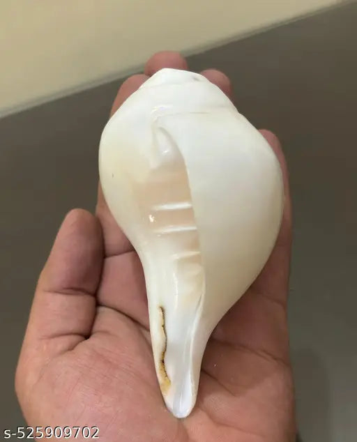 Original White Blowing shankh, Conch Shell, Medium Size Shankh (5-6inch) for Daily Pooja