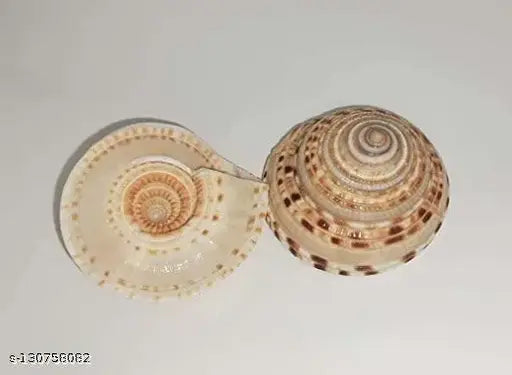 Conch Shell Vishnu Chakra For Pooja/Vastu Dosh & To Attract Wealth - 1 Piece (1 Inch 1.25 Inch)