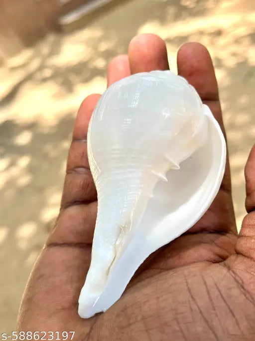 YAN Vamavarti Original Loud Blowing Shankh|Conch Shell For Pooja -  4.5 Inch Dia - 7 Inch