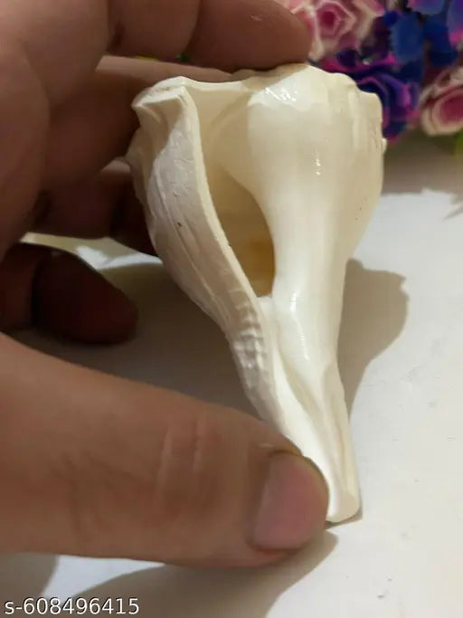 4-5inch Natural Pooja Dakshinavarti Shankh Original from Rameswaram / दक्षिणावर्ती शंख / dakshinavarti shankh and Natural Size