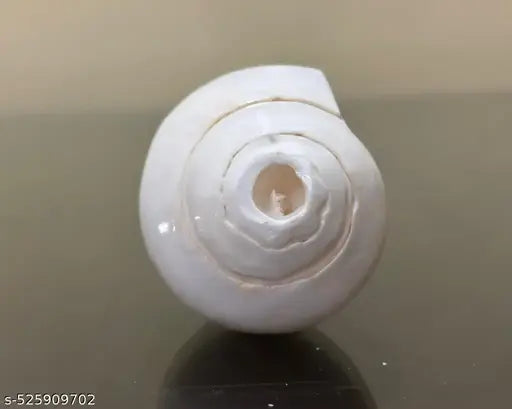 Original White Blowing shankh, Conch Shell, Medium Size Shankh (5-6inch) for Daily Pooja
