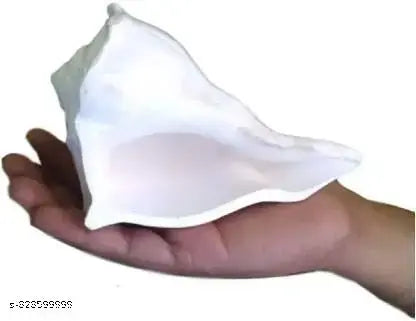 Dakshinavarti shankh, Natural Pooja Dakshinavarti Shankh Original from Rameswaram / ???????????? ??? / dakshinavarti shankh and Natural Size-4.5-5 inch