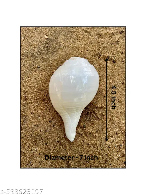 YAN Vamavarti Original Loud Blowing Shankh|Conch Shell For Pooja -  4.5 Inch Dia - 7 Inch
