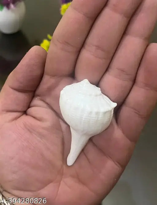 Kudi Shanku - Dakshinavarti - Kudi Shankh, Shank, Dakshinavarti Shankh (1.5 inch, White)
