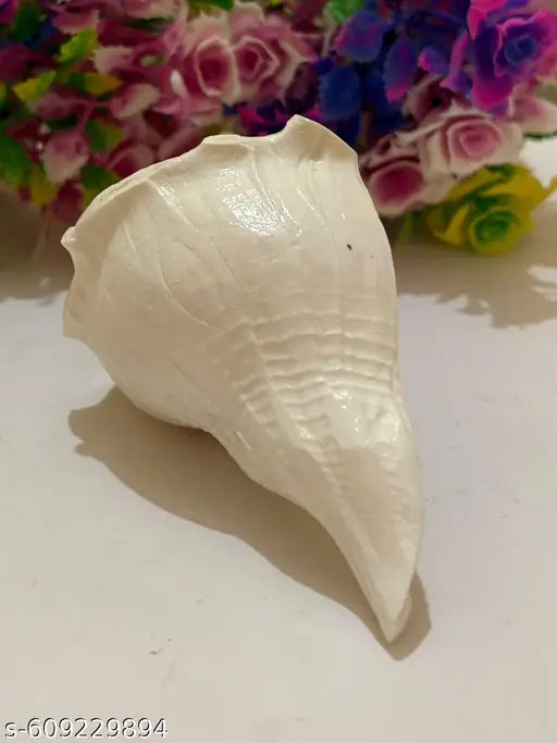 Dakshinavarti shankh, Natural Pooja Dakshinavarti Shankh Original from Rameswaram / दक्षिणावर्ती शंख / dakshinavarti shankh and Natural Size-4.5-5 inch.
