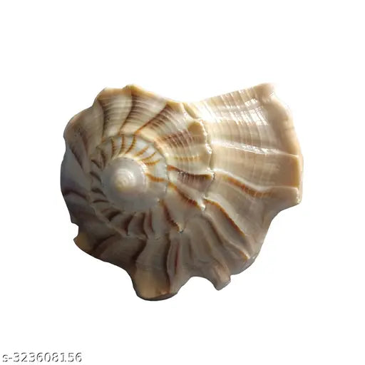 Tiger Dakshinamukhi Natural Shankha Showpeice for Good Luck, Progress & Prosperity (Non Blowable) (White)