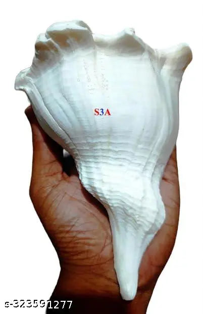 Dakshin Mukhi Shankh for Pooja Pure White Sacred Shankh for Puja, Temple (White)