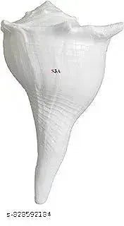 Dakshinavarti shankh Laxmi Shankh White Pure Natural|Size Guaranteed: 6 inch or 16cms| ???????????? ??? Original Dakshin mukhi shankh for Puja- White