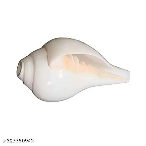 medium Size Shankh for Blowing, Pooja Size 4.5 to 5.5 inches with Loud Sound/Counch Shell