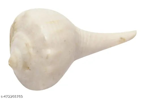 Dakshinvarti Shankh (Dahinavati, Righthand, Pure Shell, Very Light Weight, Very Small, 6 GMS, 4 cm x 2 cm x 2 cm, White)