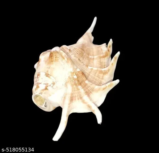 Right Hand Panchmukhi Blowing Shankh Five Faced Shankh For Religious Purpose, Home Puja