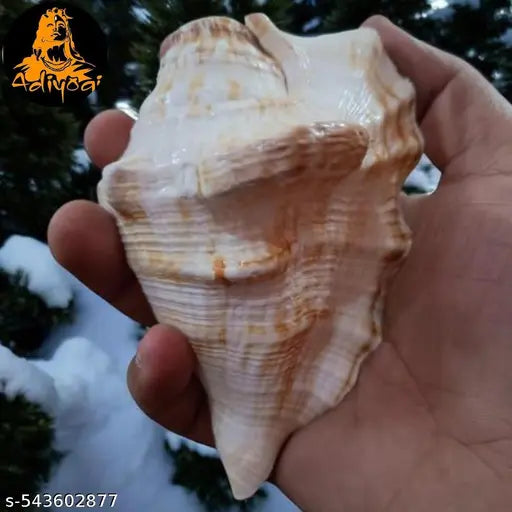Yellow Conch Shell for Puja Rituals, Religious Gifts and Mandir Placement