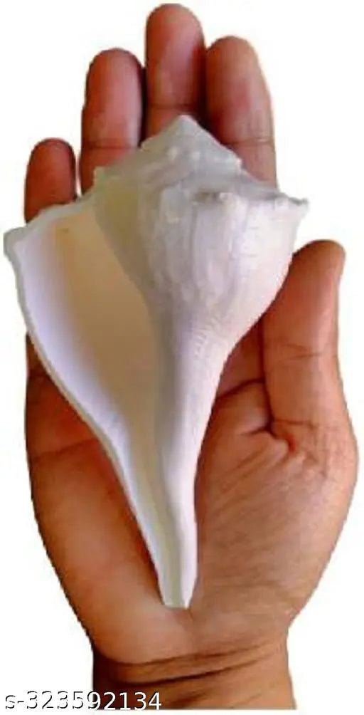 Dakshinavarti shankh Laxmi Shankh White Pure Natural|Size Guaranteed: 6 inch or 16cms| ???????????? ??? Original Dakshin mukhi shankh for Puja- White