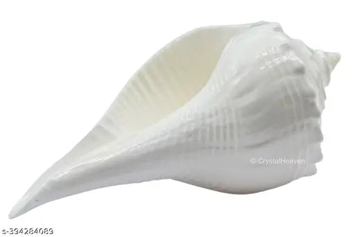 Kudi Shanku - Dakshinavarti - Kudi Shankh, Shank, Dakshinavarti Shankh (1.5 inch, White)