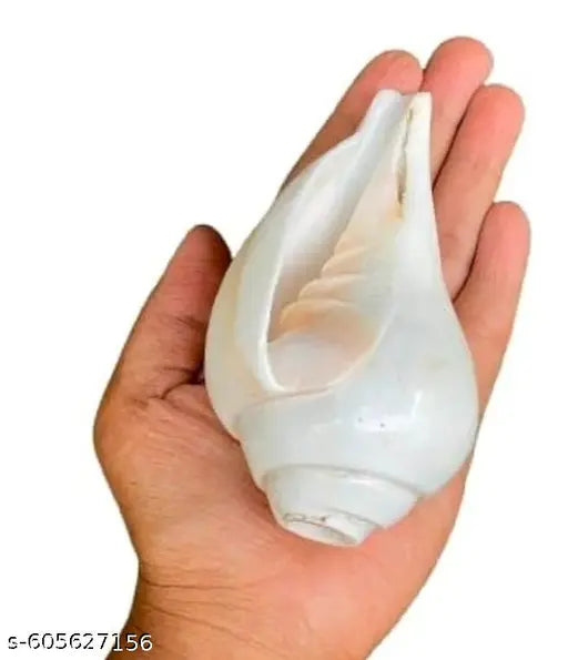 Jellybean Retails Vamavarti Original Loud Blowing Shankh|Conch For Pooja (Size Guarantee - Quality Matters) (4 Inchs to 5.5Inchs) blowing Shankh