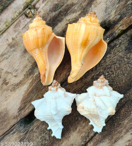 Shankh for Pooja & Hawan, Conch, Decorative,