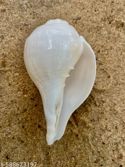 YAN Vamavarti Original Loud Blowing Shankh|Conch Shell For Pooja -  4.5 Inch Dia - 7 Inch