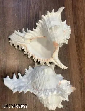 Srimaa Ventures Rameswaram Garuda Shank || Blowing Conch for Home Puja, Temple Decoration & Prosperity