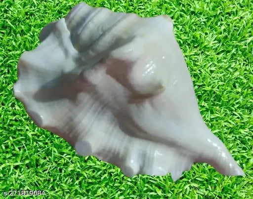 Original Panchmukhi Gaumukhi Blowing Shankh with Good Sound for Pooja / Shankh for pooja Size 5 Inch approx Shankh for Pooja & Decorative Shankh (PACK OF 1)