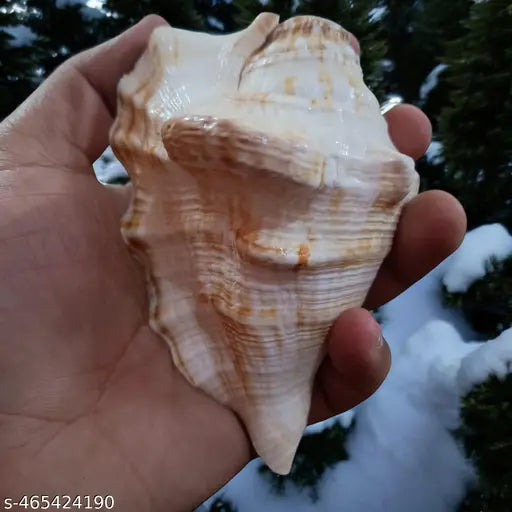 Srimaa Ventures Authentic Panchmukhi Shankh Sacred Five-Faced Shank for Home Pooja, Office