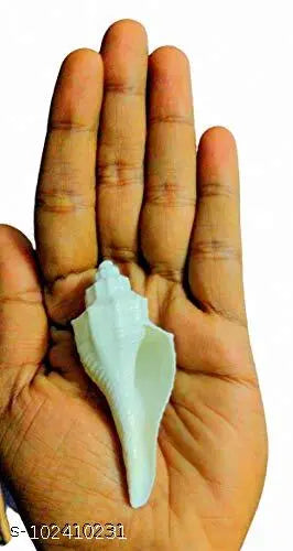Achleshwar Original Dakshinavarti Sea Shell for Pooja- White (3-4 Inch)