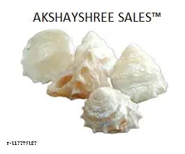 Akshayshree Sales Original Too Small  Sankh (4 pieces)